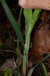 Purple sedge